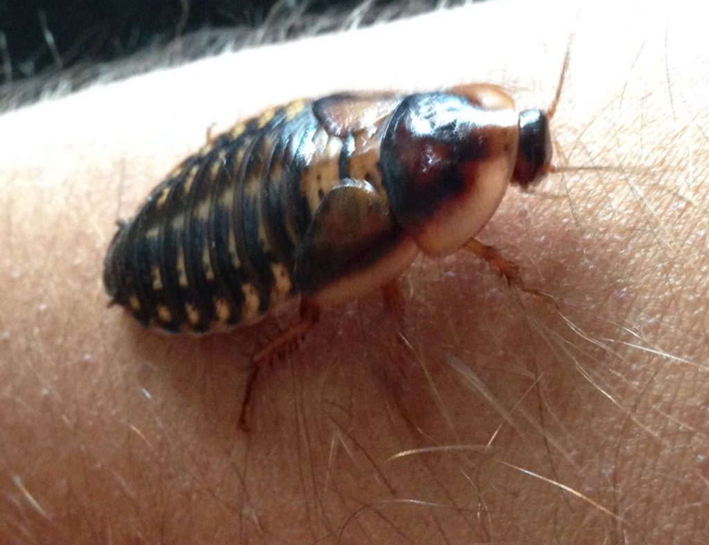 Dubia Roach