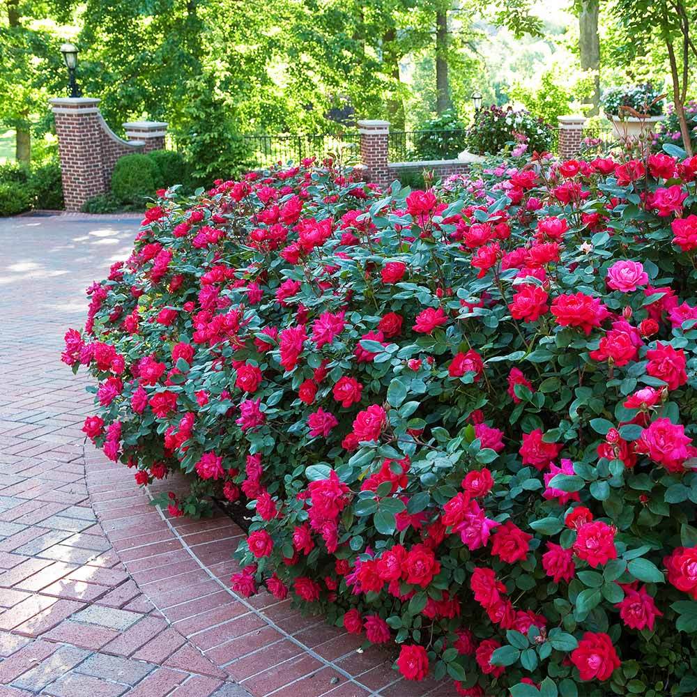 rose plants